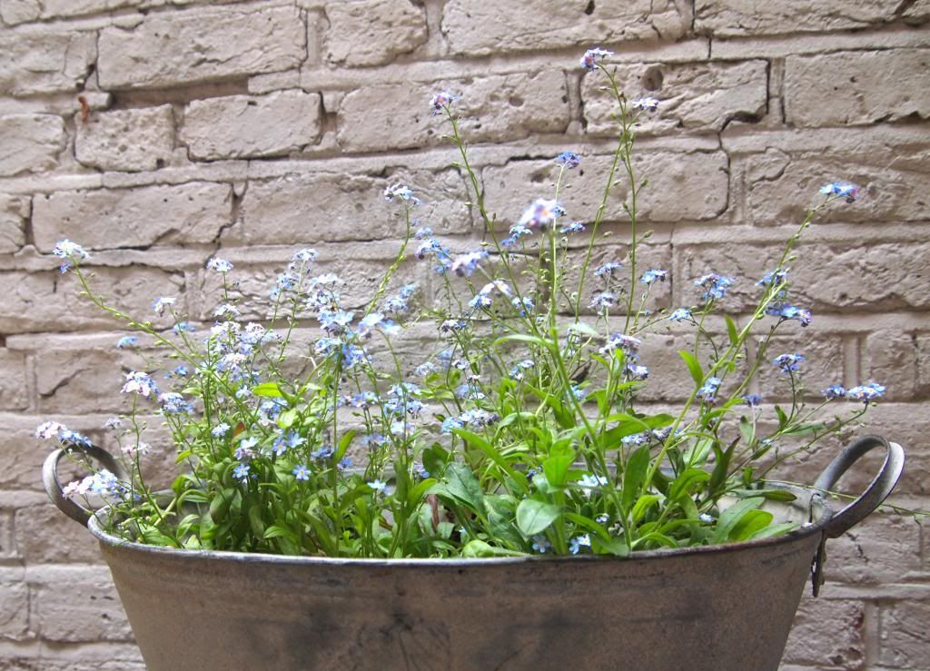 forget-me-nots photo P5221850_zps6f2dbe80.jpg