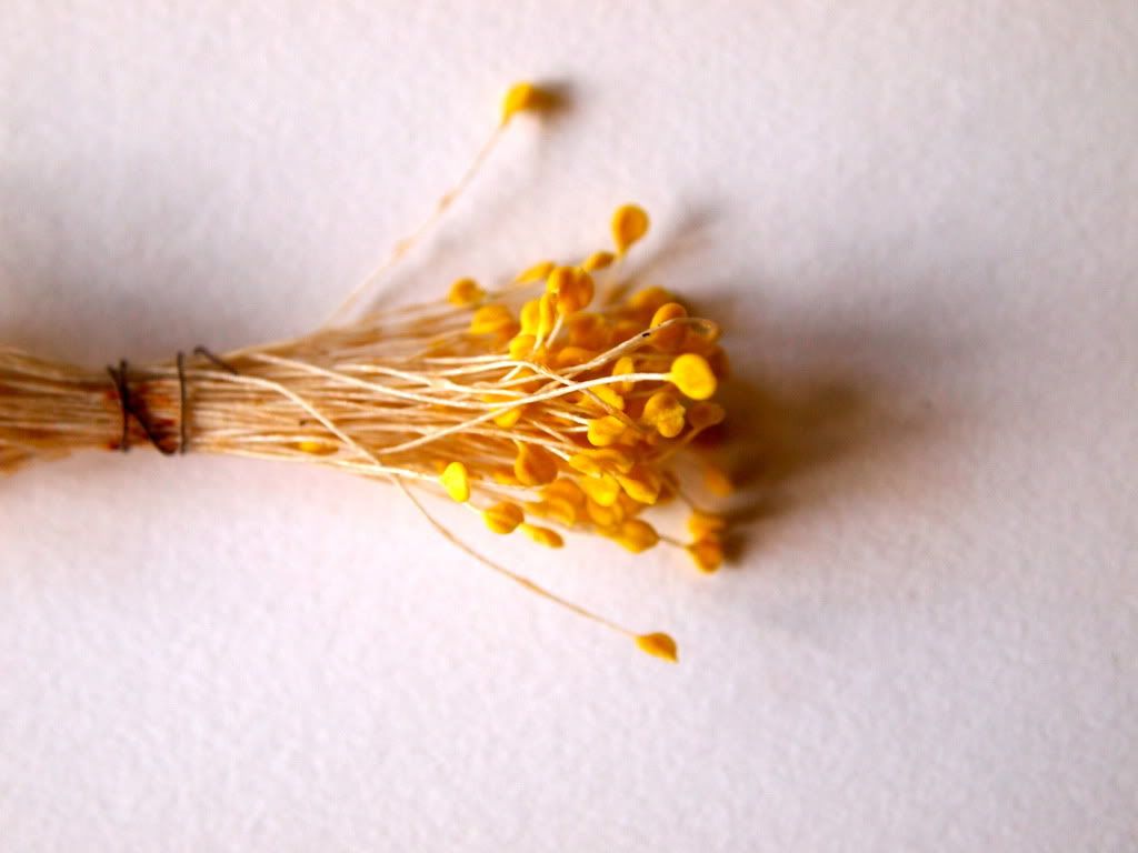 yellow stamen