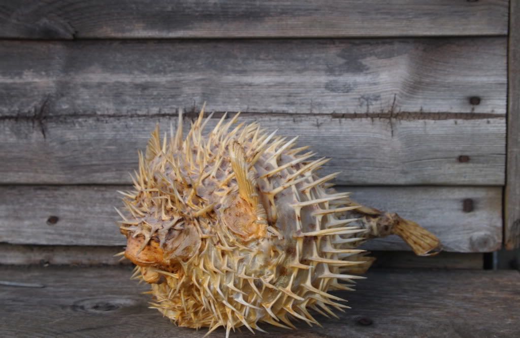 dried puffer fish blowfish, dried puffer fish blowfish