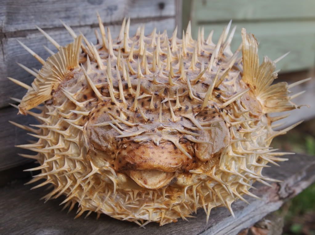 dried puffer fish blowfish, dried puffer fish blowfish