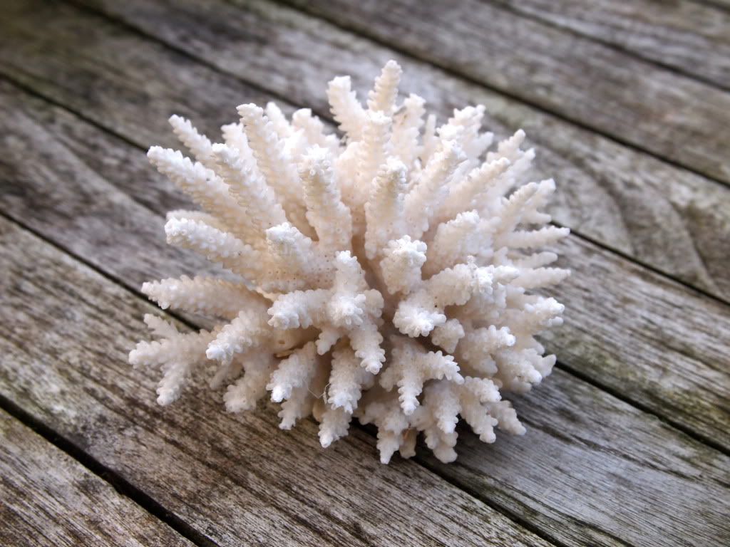 spiky coral, spiky coral