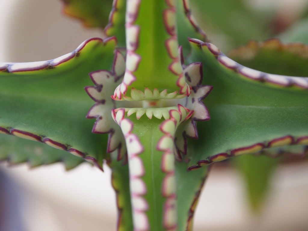 mother of millions