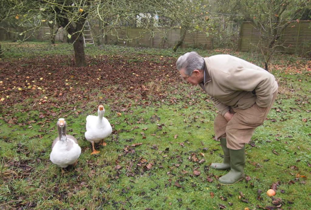 two geese