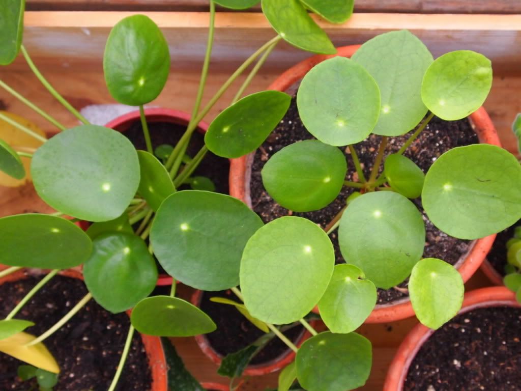 pilea