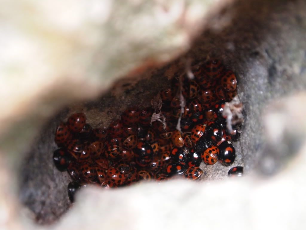 Hibernating ladybirds