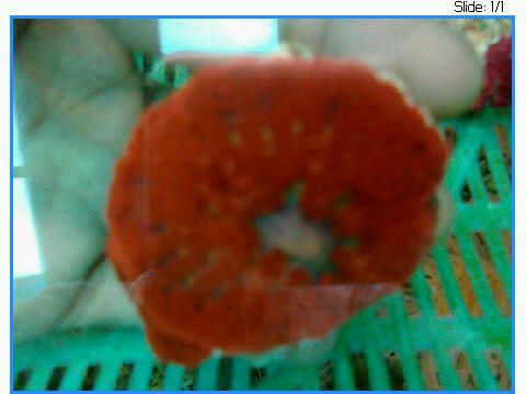 Capture20_50_23-1.jpg