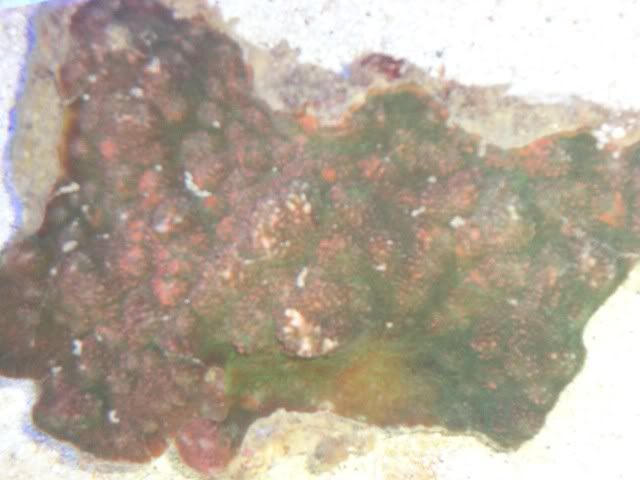 DSC01411.jpg