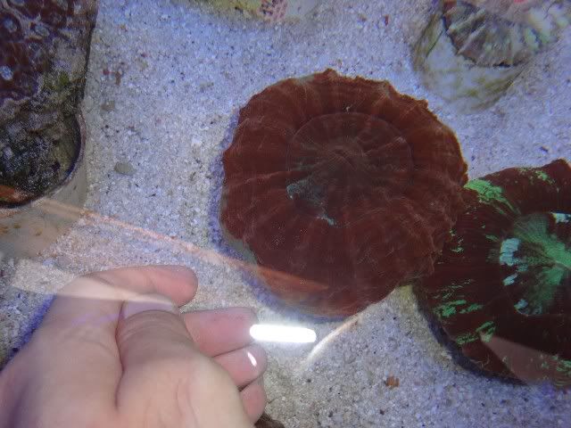 DSC01438.jpg