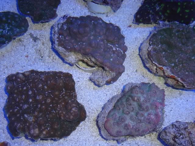 DSC01529.jpg