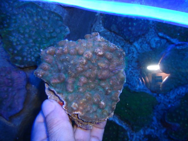 DSC01696-1.jpg