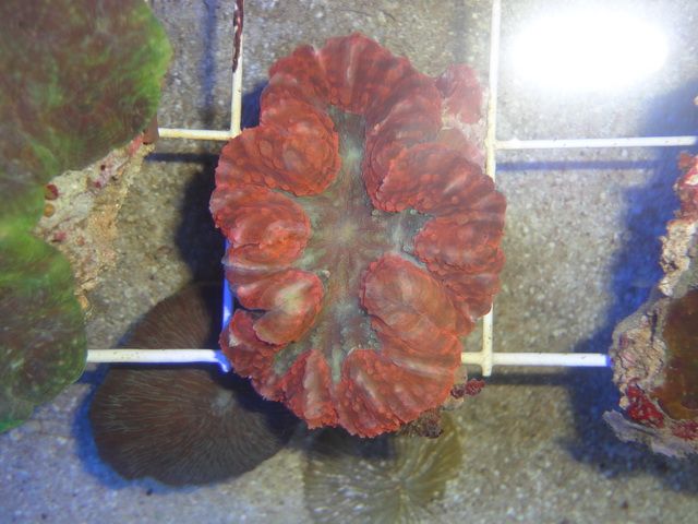 DSC01833-1.jpg