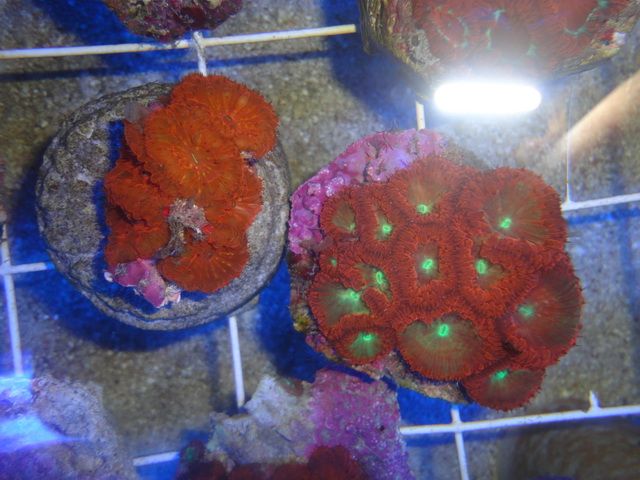 DSC01845-1.jpg