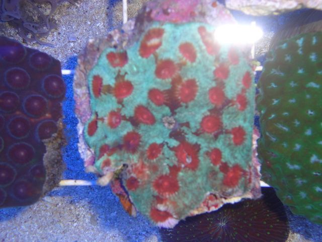 DSC01852-1.jpg
