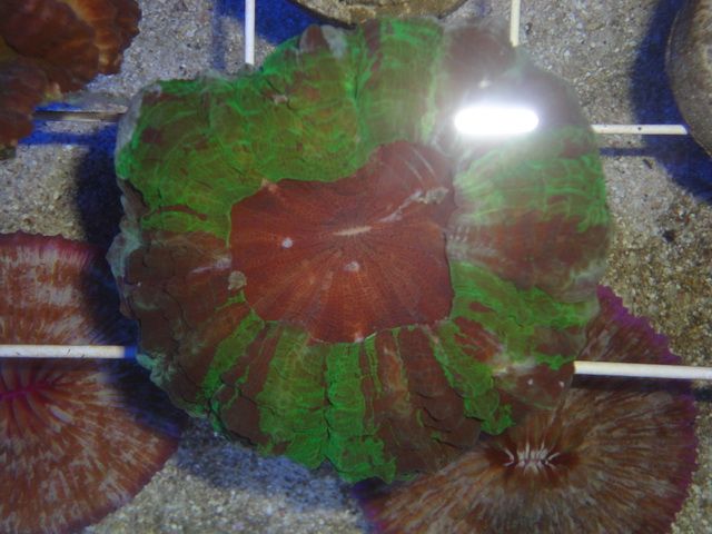DSC01854-1.jpg