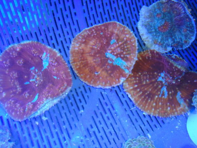 DSC01866-1.jpg
