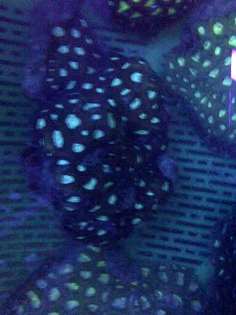 IMG-20111101-01822-1.jpg