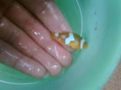 IMG01924-20120303-1246-1.jpg