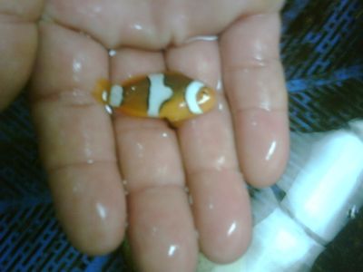IMG01927-20120303-1416-1.jpg