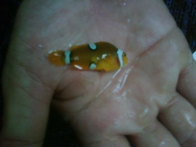 IMG01929-20120303-1416.jpg