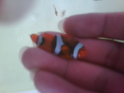 IMG01958-20120305-0827-1.jpg