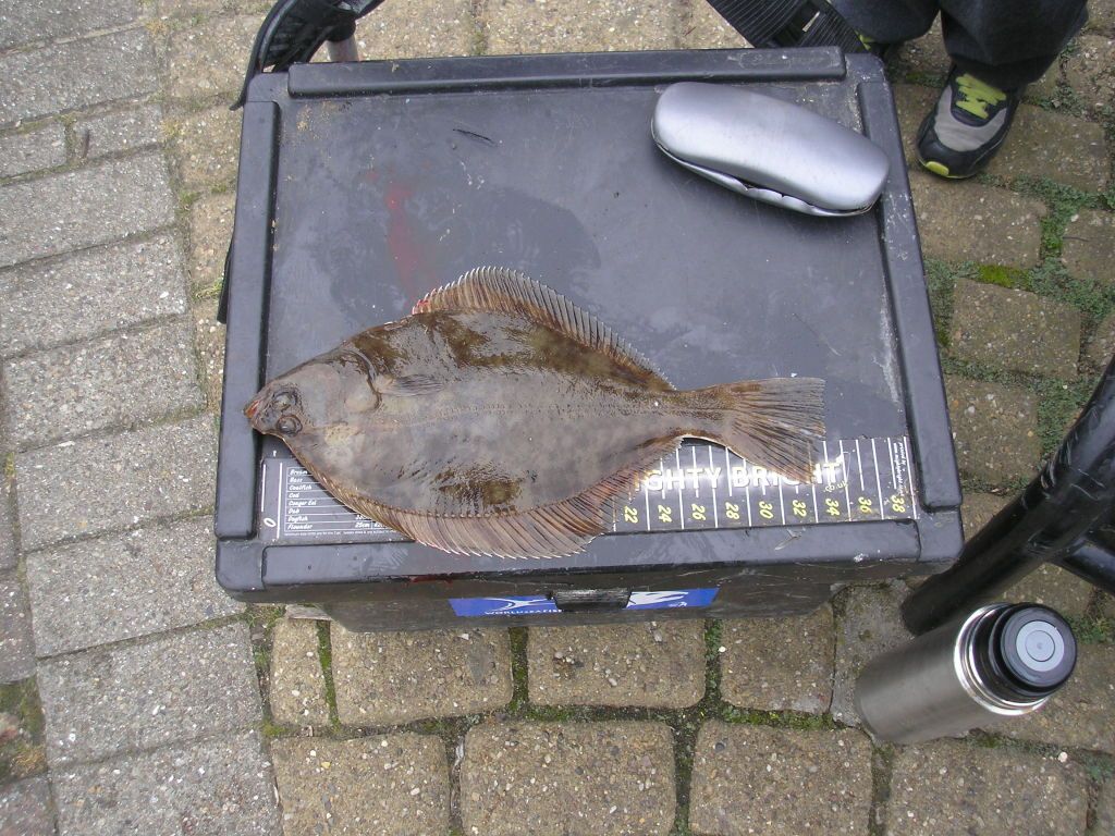 basiteflatties004.jpg