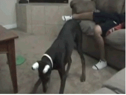 jajaja jajaja