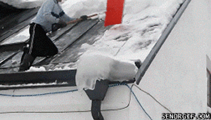 gifs graciosos gifs graciosos