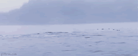 Gifs para reirse un rato Gifs para reirse un rato
