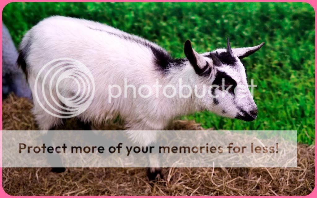 香港宠物节日2012.山羊