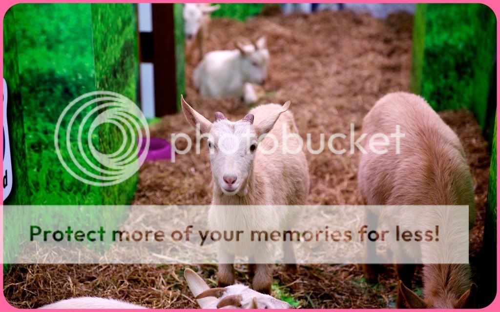 香港宠物节日2012.山羊