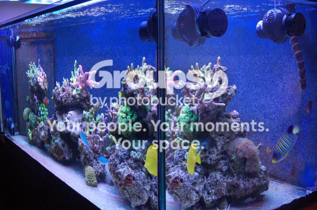 [TodoMarino.com] Reef Pezpeillo.