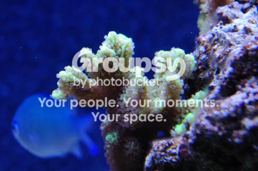 [TodoMarino.com] Reef Pezpeillo.