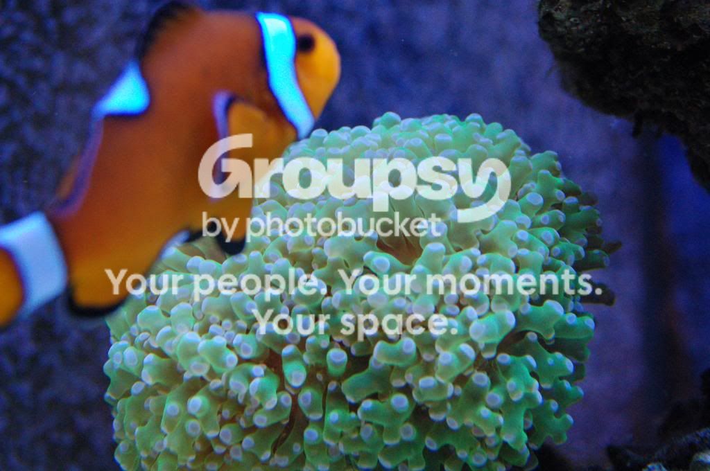 [TodoMarino.com] Reef Pezpeillo.