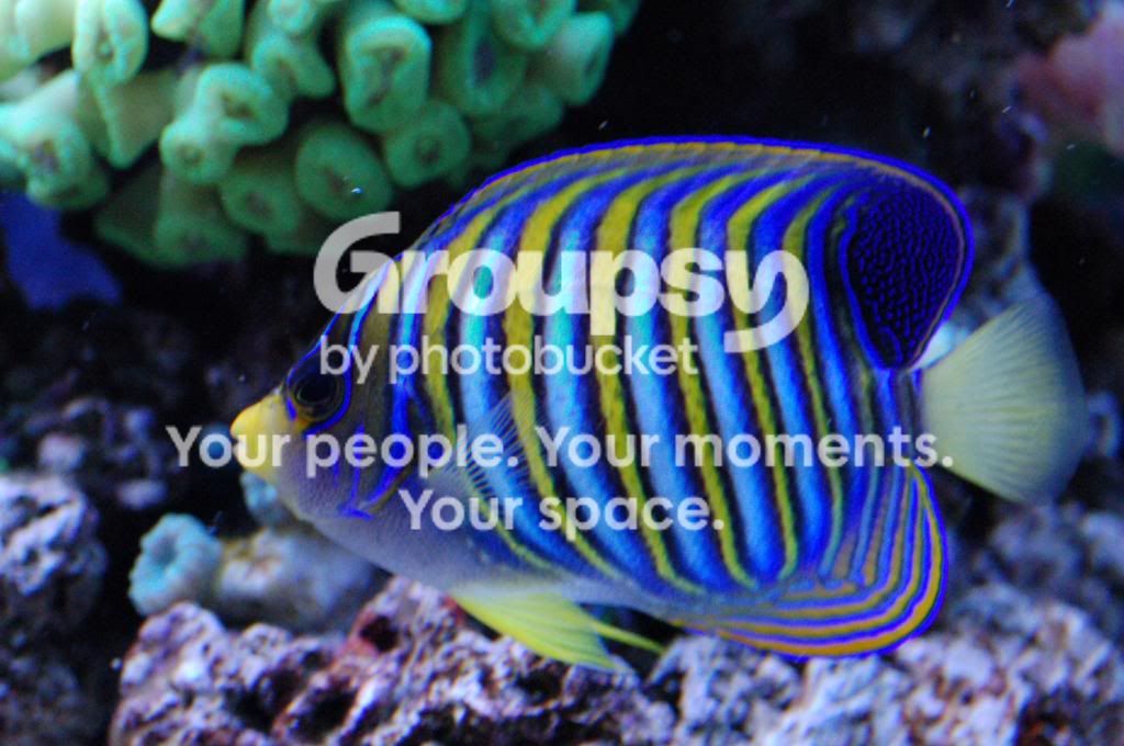 [TodoMarino.com] Reef Pezpeillo.