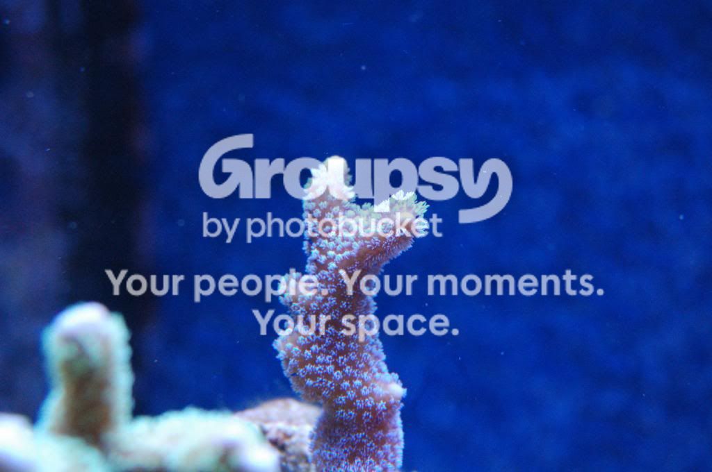 [TodoMarino.com] Reef Pezpeillo.