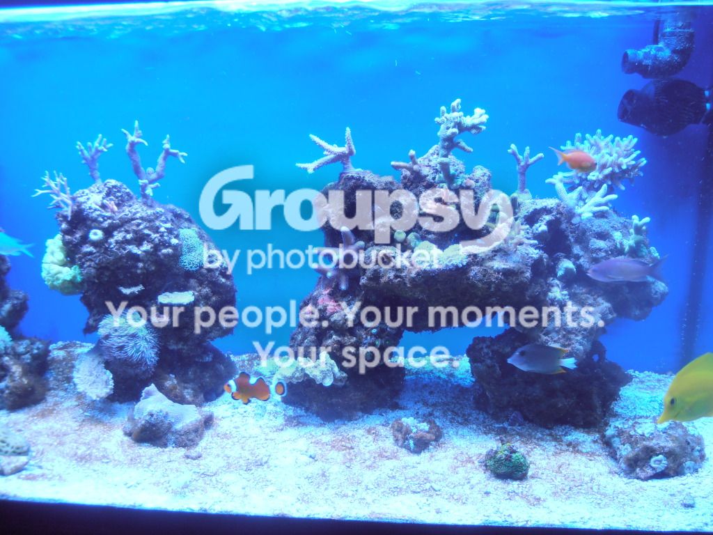 [TodoMarino.com] Reef Pezpeillo.