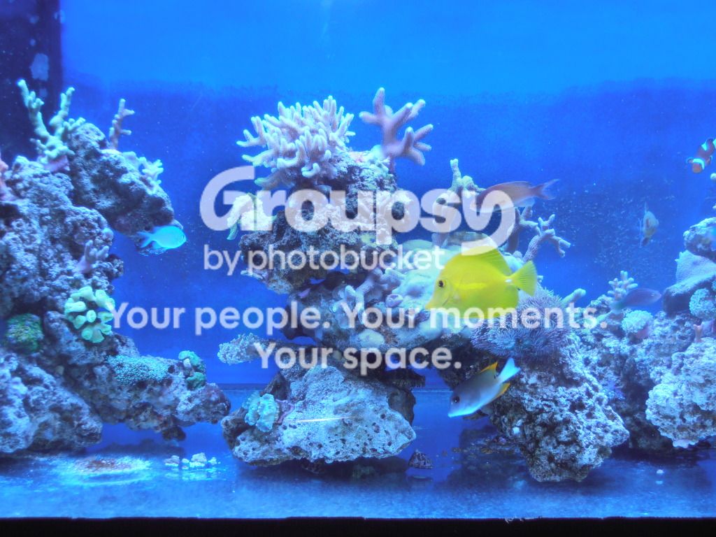 [TodoMarino.com] Reef Pezpeillo.