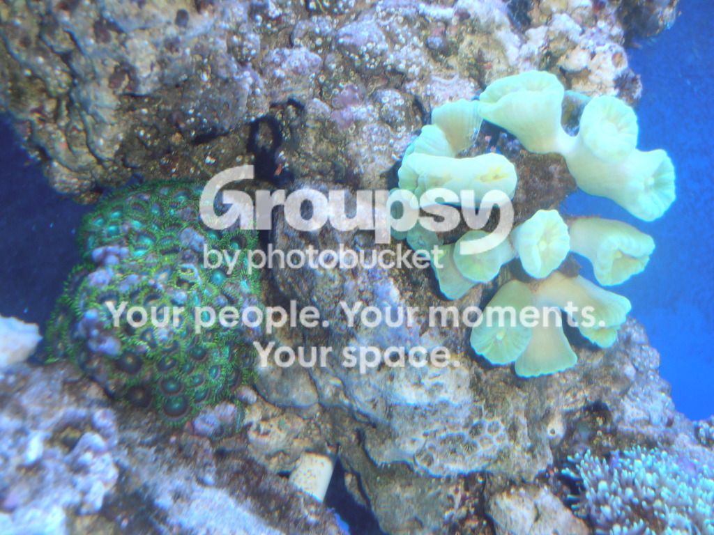 [TodoMarino.com] Reef Pezpeillo.