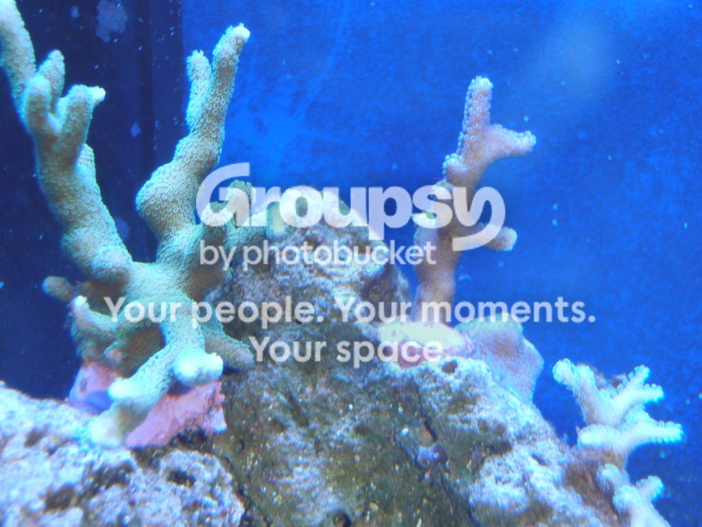[TodoMarino.com] Reef Pezpeillo.